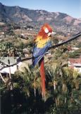 Costa Rica Parrot, at Pico Blanco