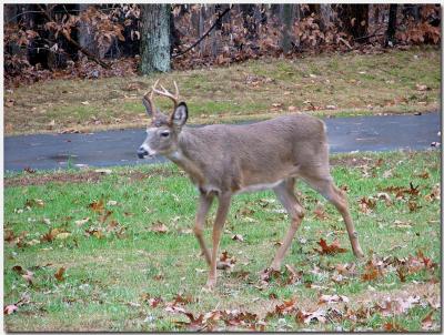 Buck In Yard