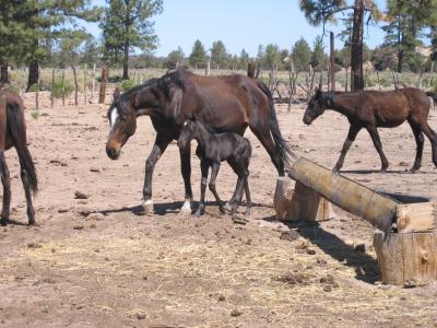 Lazy Susan's one day old foal
