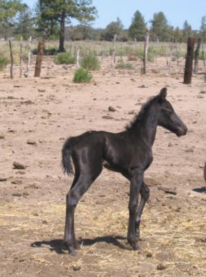 One Day Old Foal.jpg