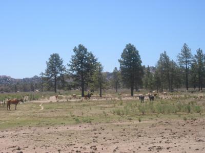 Senor Sandoval rounds up the cows
