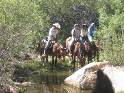 Watering Hole