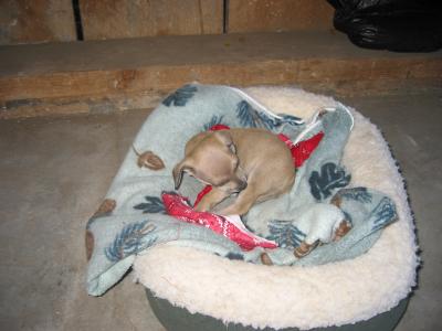 Tired puppy