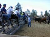 Gringos & Mexicans watching the rodeo