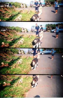 kenting lomo J