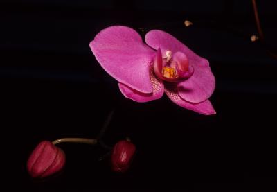 dancing orchid