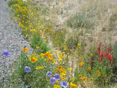 Rare desert wildflowers in a drought spring