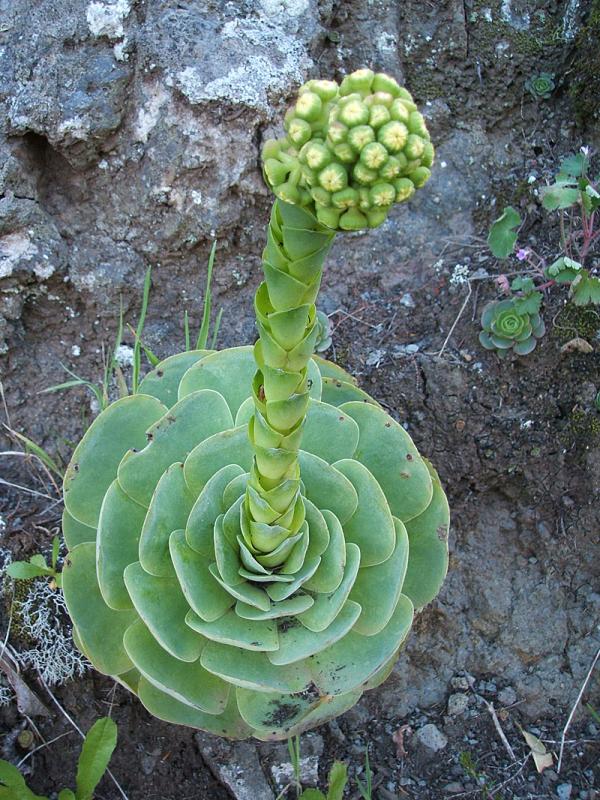 houseleek