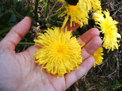 enormous, dandelion-like flowers