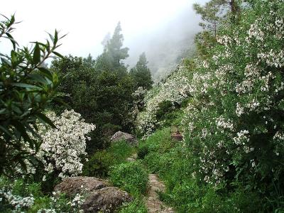 Benchijigua trail in the mist,