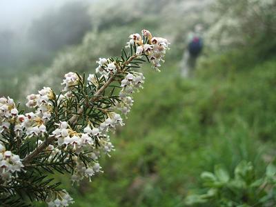 tree heath flowers