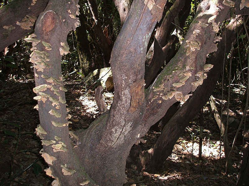 tree limbs