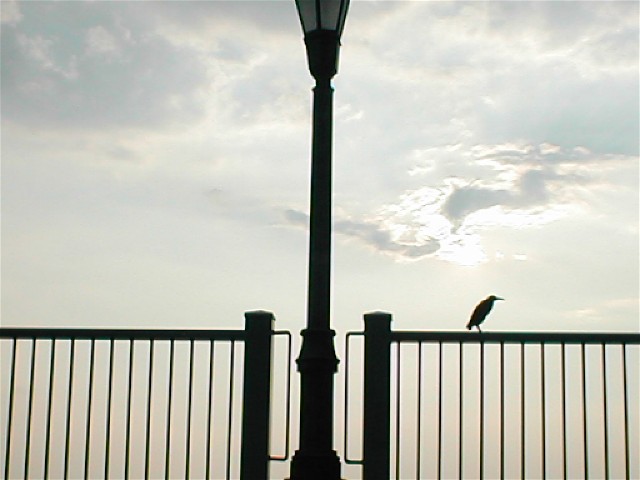 Looked Lonely.JPG