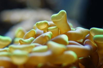 Hammer Coral