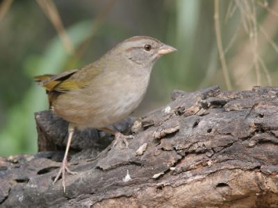 olive sparrow