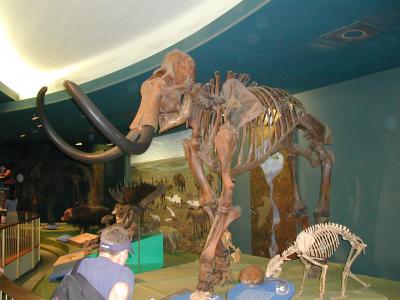Museum of Natural History - Mammoth