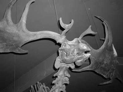 Museum of Natural History - Dinosaur