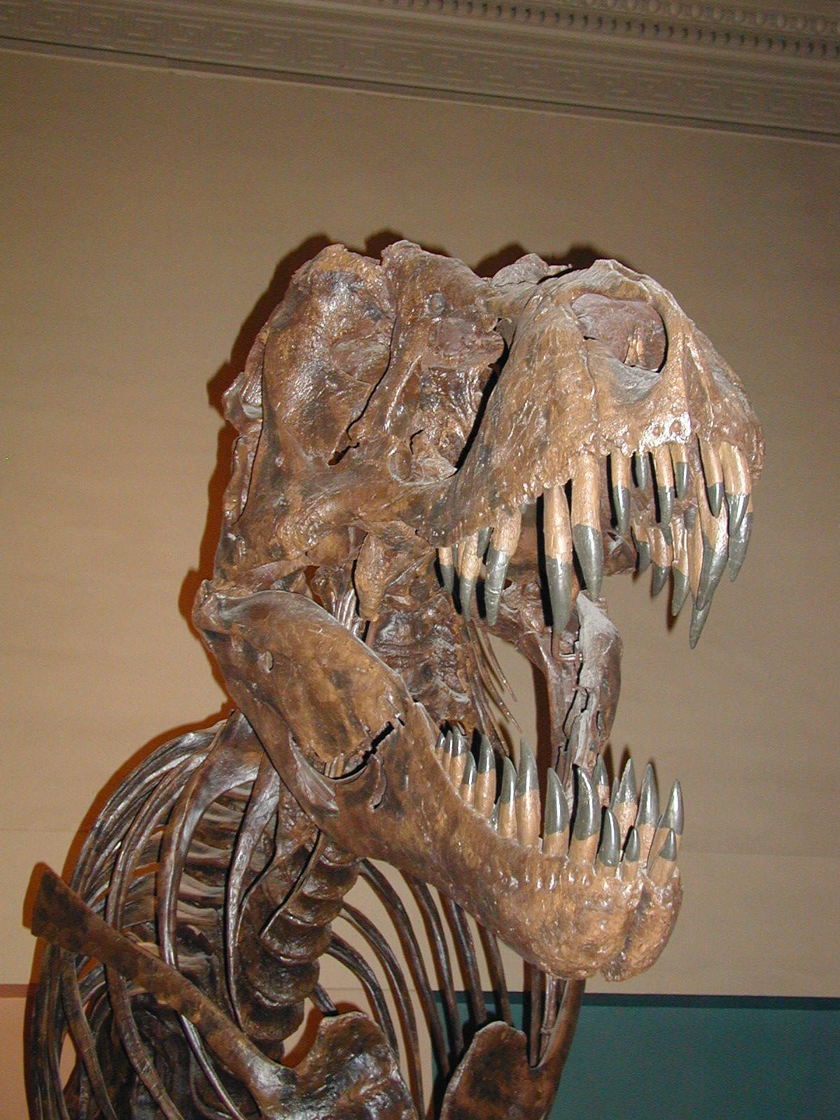 Museum of Natural History - T-Rex
