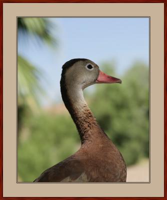Black Bellied Whistling Duck