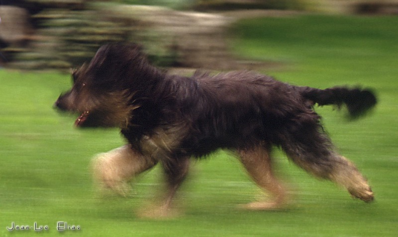 Dina