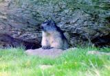 Marmotte