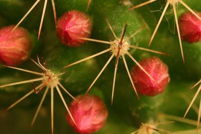 Cactus Flower