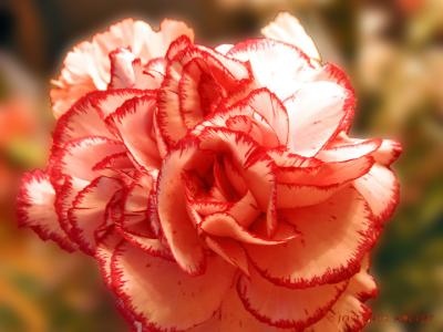 Mom's day974.jpg