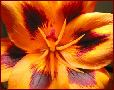 LILY