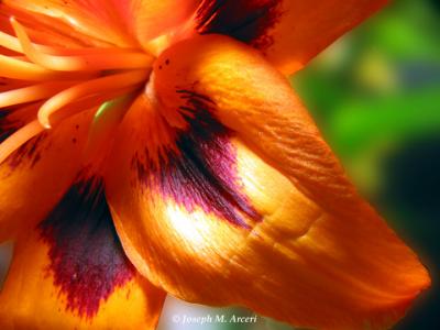 Orange lily 966.jpg
