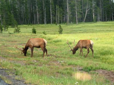 Yellowstone