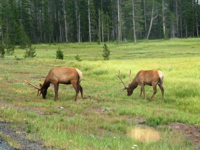 Yellowstone