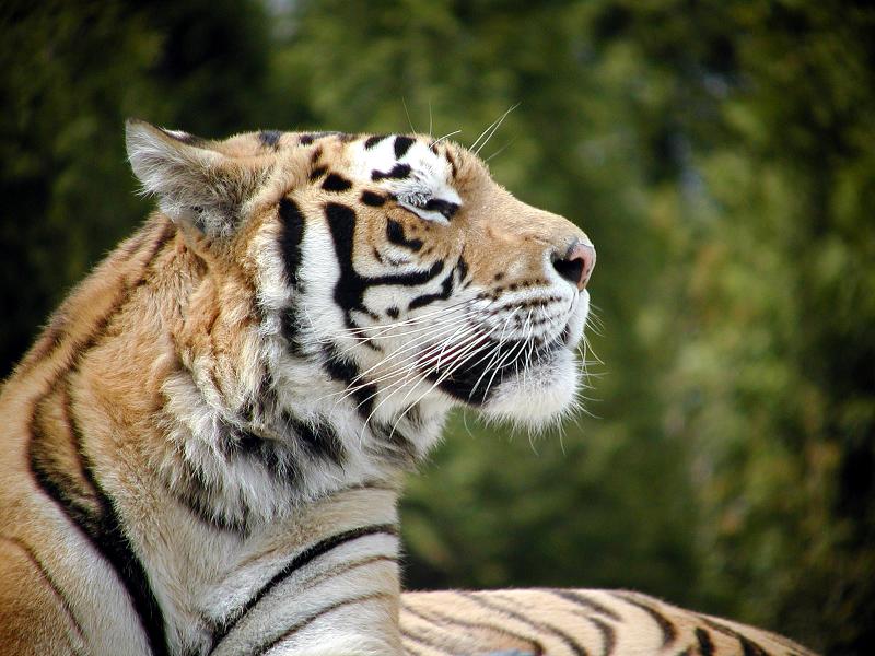 Tiger # 1  (Olympus C-2100 with C180)