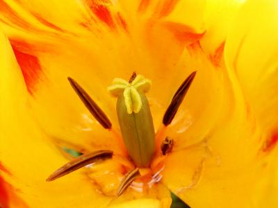 u10/john_q/medium/2267271.Tuliprealclose.jpg