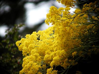 u10/john_q/medium/2267408.MellowYellow.jpg
