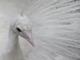 White Peacock # 1 (Olympus C-2100)