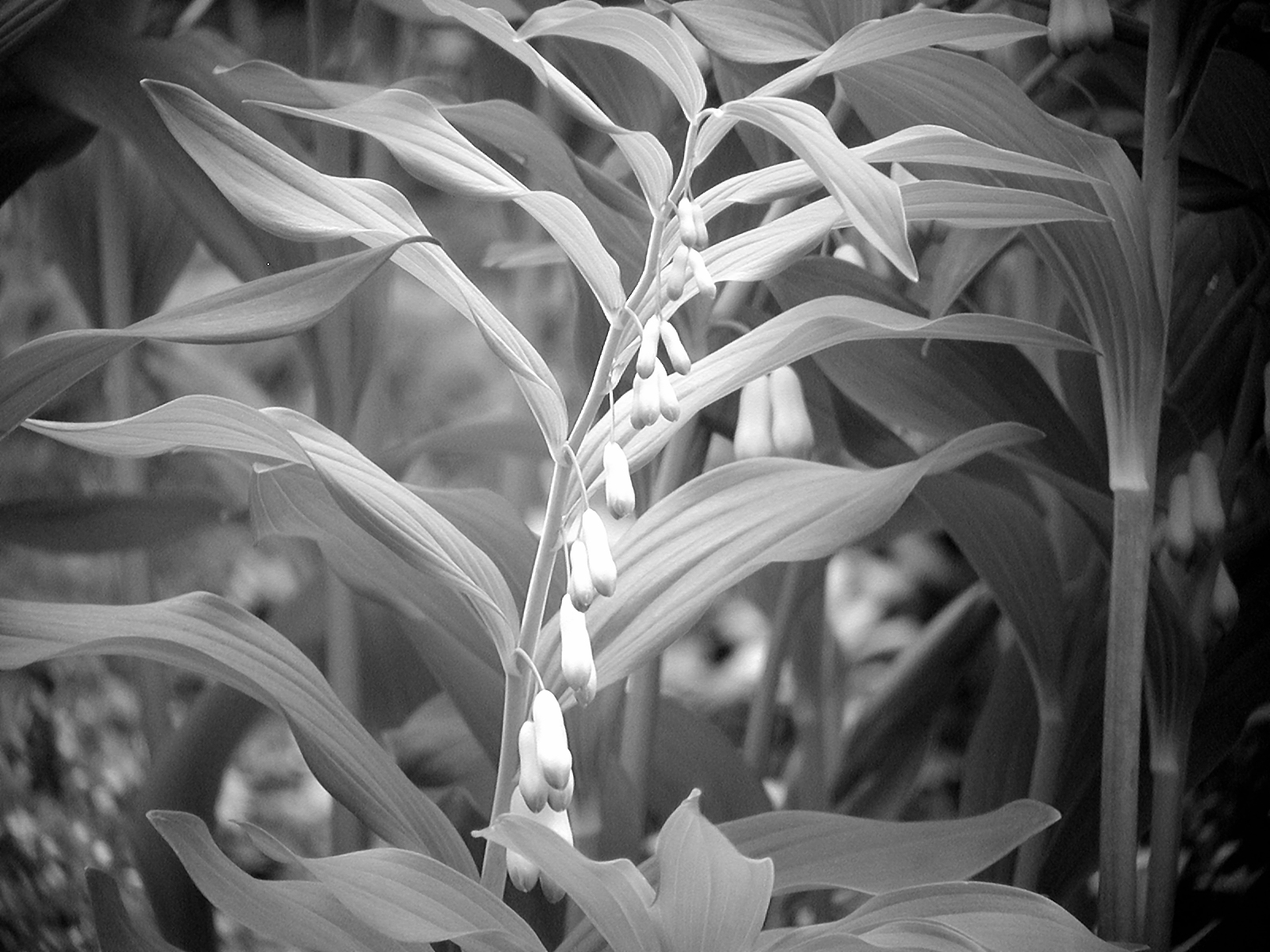 Spring in Black and White   (Olympus C-2100)