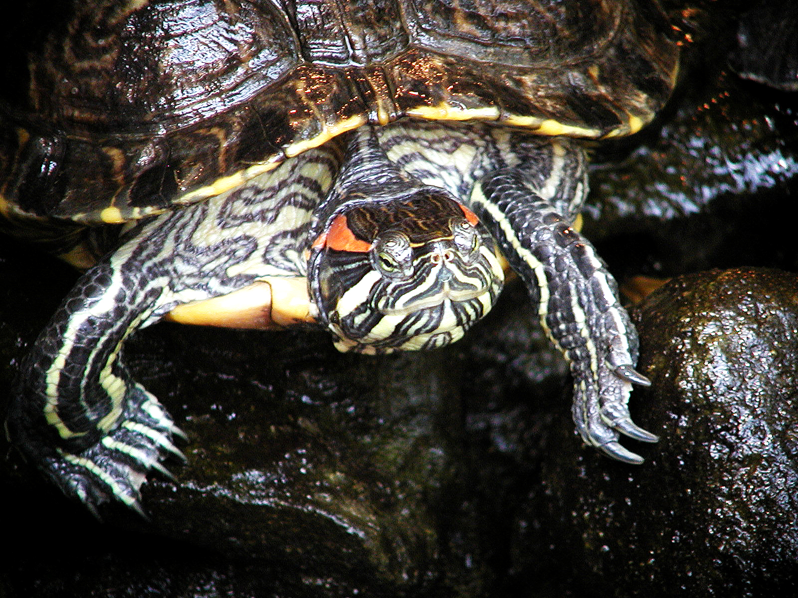 Turtle  (Olympus C-2100)