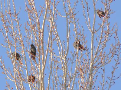 Birds in tree.jpg