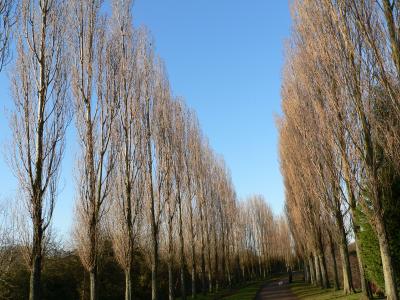 Tree lined drive