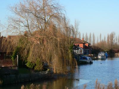 Willow tree in Pennyland