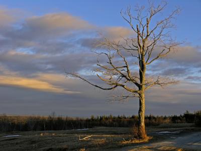 Lonely tree