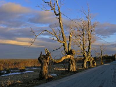 Stretching Trees