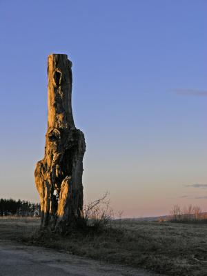 Stump