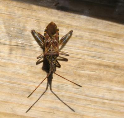 Stinkbug