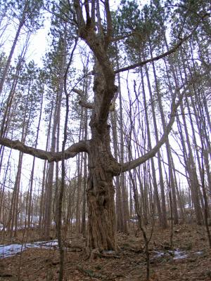 Dancing Tree