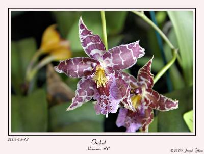 u10/josephtham/medium/41412625.Orchid.jpg
