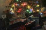 under the tree