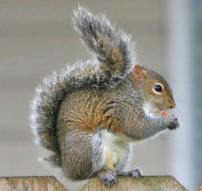 Gray Squirrel (Sciurus carolinensis)