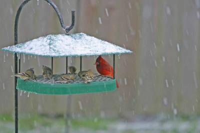 Cardinal and American Goldfinches