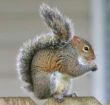 Gray Squirrel <I>(Sciurus carolinensis)</I>